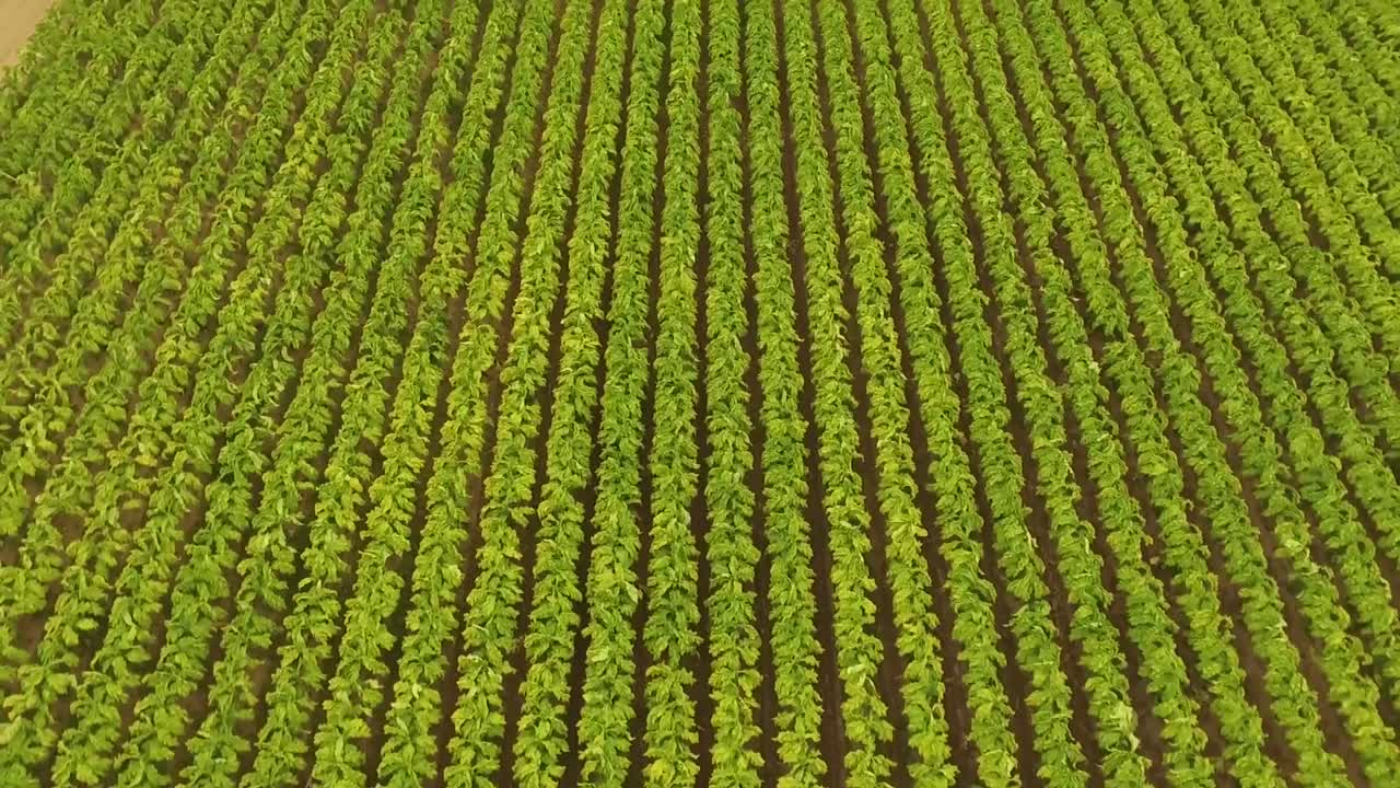 antena de campo de tabaco volando sobre filas