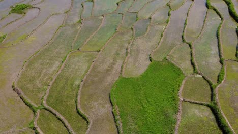 pequeñas hermosas algas verdes estanque de agua el campo de arroz plantación tradicional de la gente local agricultura habilidad siembra arroz cultivo de la cosecha por la gente local familia que trabaja en la industria de irán
