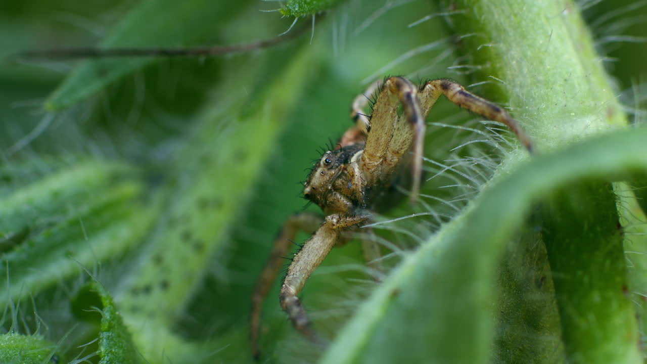 Slow zoom in to common crab spider (Xysticus cristatus) resting in nature