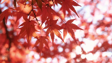 Close-up of autumn colorful leaves blowing by the wind