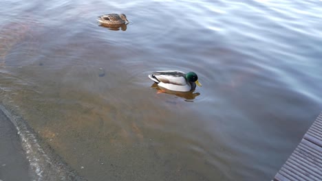 Three-rouen-ducks-floating-in-a-lake