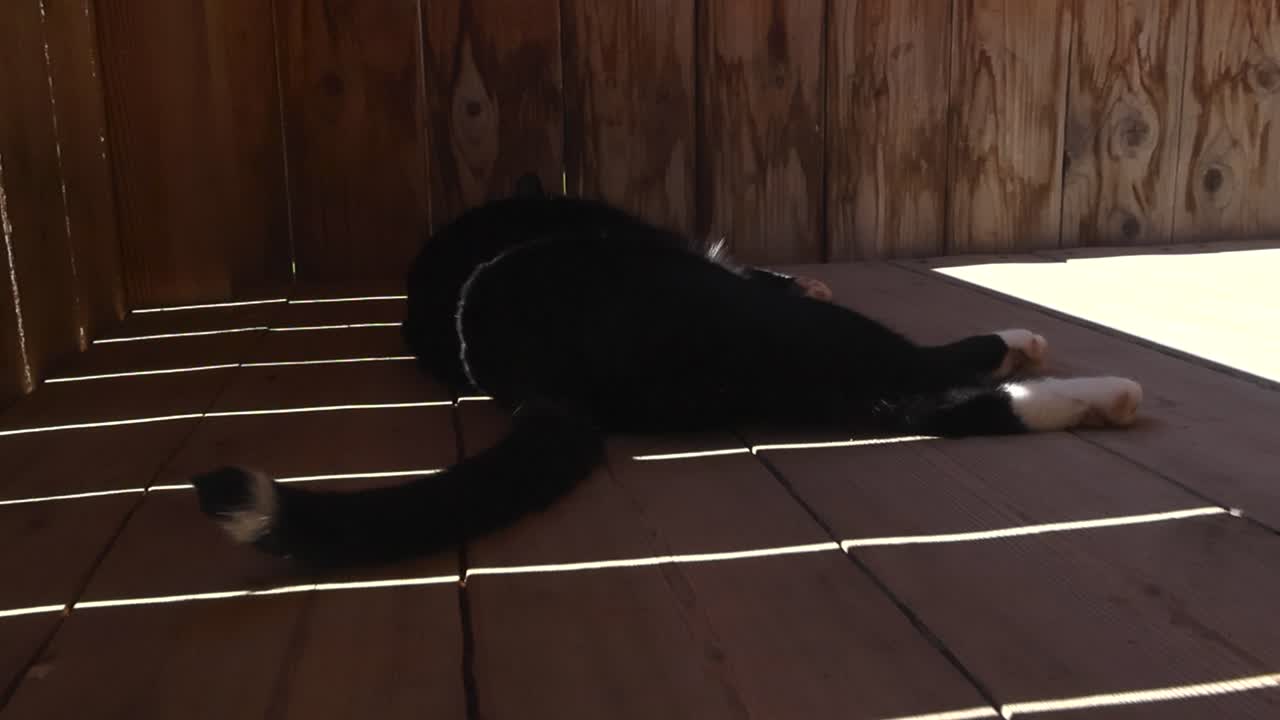 Adorable video of a black cat sleeping on a wooden sunny terrace deck during day time while the domestic animal is wagging its tail that has a white tip in slow motion