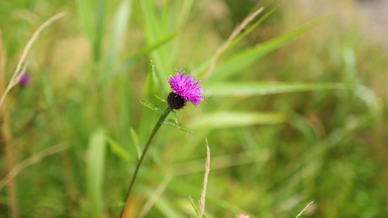 Close-up of a purple thistle in nature