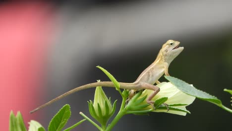 Lagarto-Relajándose-En-La-Flor