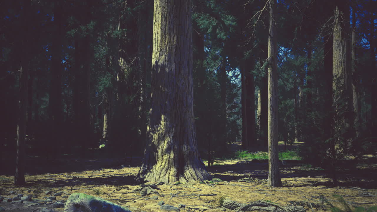 Tall sequoia trees in a serene forest setting during daytime