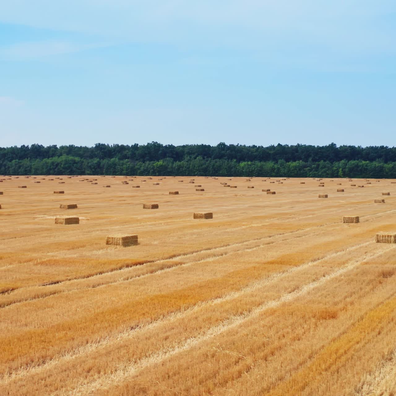 Drone flies over yellow agriculture wheat field. Beautiful summer landscape of a wheat field