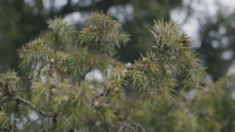 parallax shot of a cedar branch on a cold autumn day with overcast sky