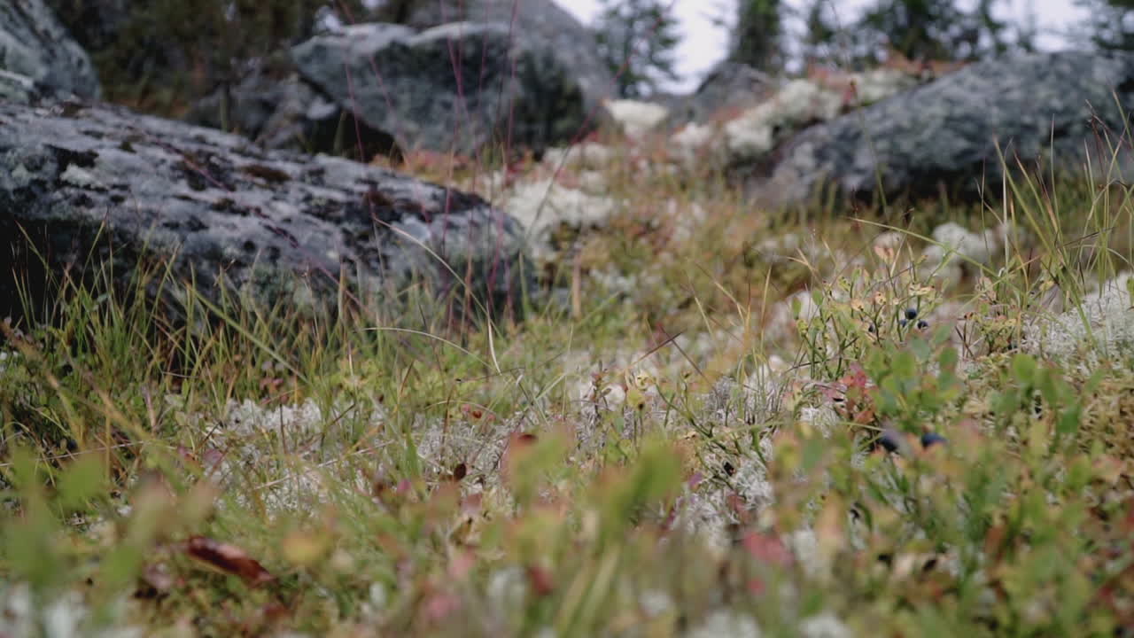 Hiking Through a Rocky Mountain Forest