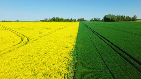 aerial flyover of golden rapeseed field stretching wide under sunny skies in farmland