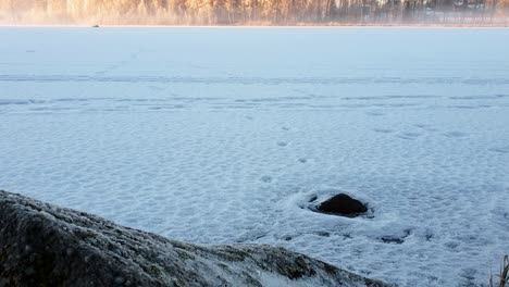 cute hungarian vizsla dog in snowy beautiful winter landscape