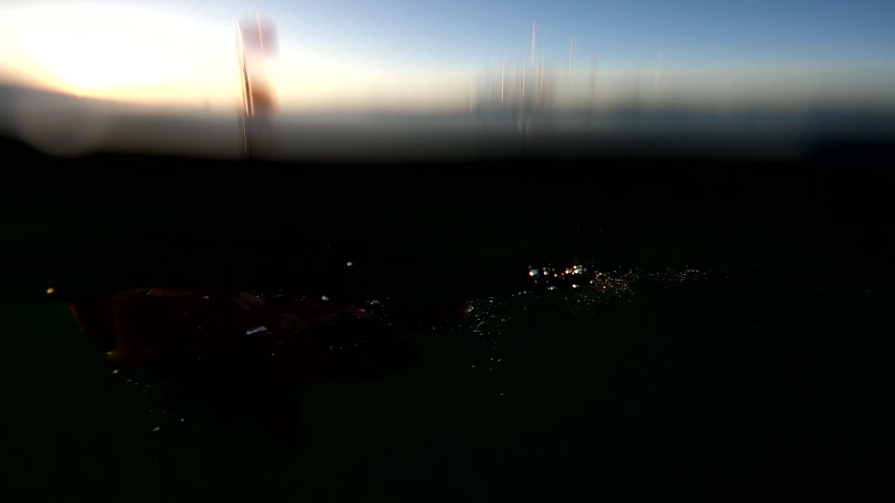 la lubina calicó rompe la superficie del agua después de ser atrapada por un señuelo al atardecer