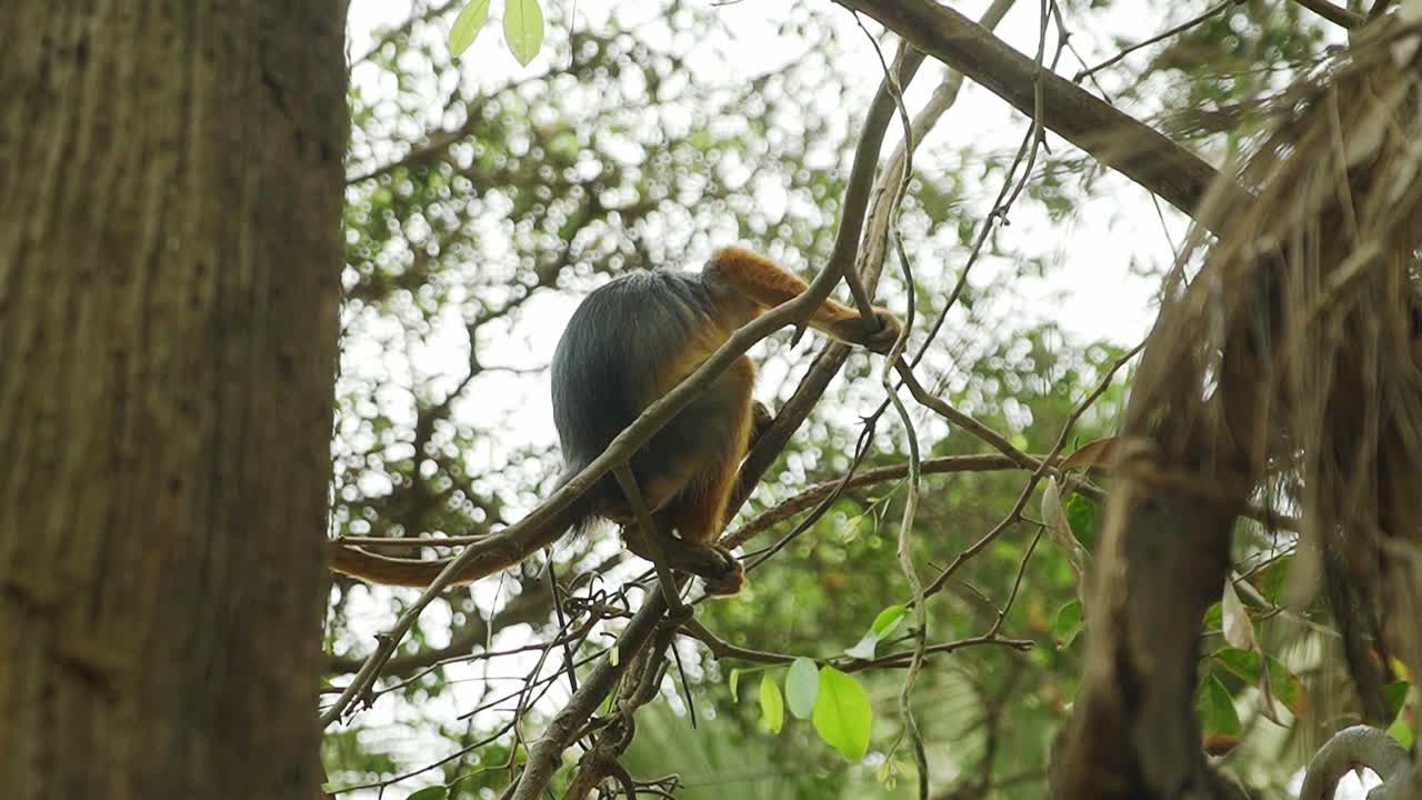 un pequeño mono colobus rojo sentado en un árbol mientras orina por las ramas, en gambia, áfrica occidental