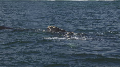 Many-big-southern-right-whales-with-callosities-come-to-the-surface-of-the-water-to-breathe-and-expel-water,-in-Hermanus,-South-Africa