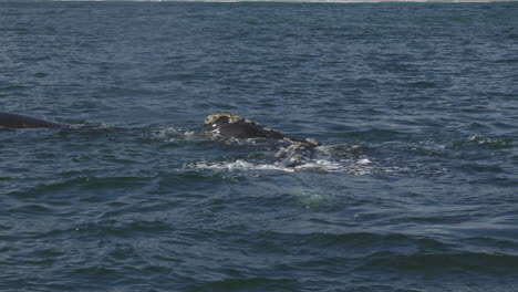muchas grandes ballenas francas del sur con callosidades vienen a la superficie del agua para respirar y expulsar agua, en hermanus, sudáfrica
