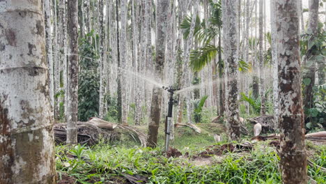 Rociadores-De-Agua-En-Una-Granja-Asiática