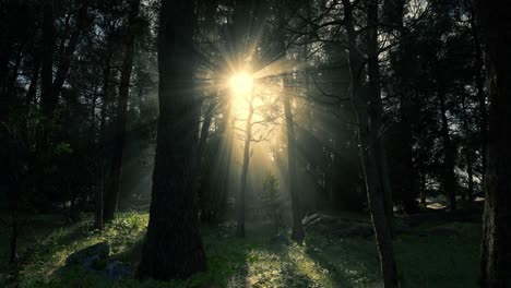 beautiful sunlight in the forest