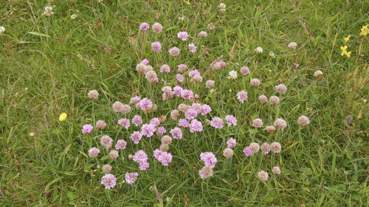 disparo de un parche de flores silvestres conocido como rosa del mar o ahorro del mar cerca de las dunas de arena alrededor de la playa de eoropie