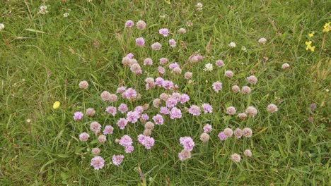 Shot-of-a-patch-of-wild-flowers-known-as-sea-pink-or-sea-thrift-near-the-sand-dunes-around-Eoropie-beach