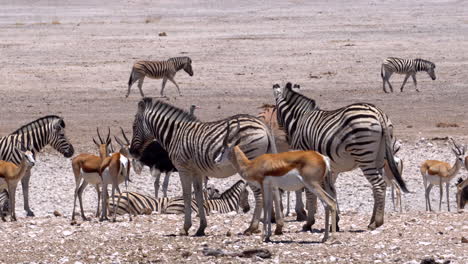 Cebras-En-El-Parque-Nacional-De-Etosha