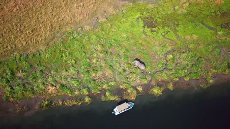 Luftaufnahme-Eines-Afrikanischen-Elefanten-Am-Flussufer-Mit-Boot-Am-Flussufer-In-Afrika