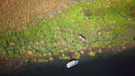 vista aérea de un elefante africano a orillas del río con un barco a orillas del río en áfrica
