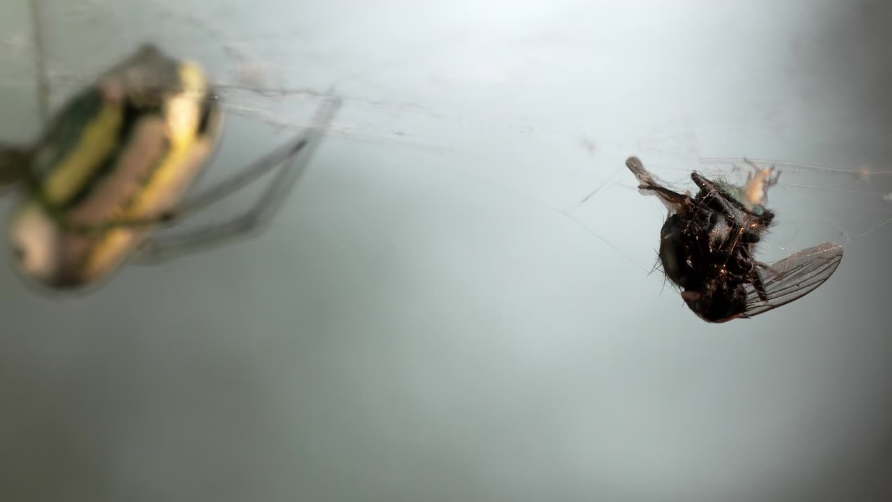 Spider's Prey: Fly Caught in Orchard Spider's Delicate Web