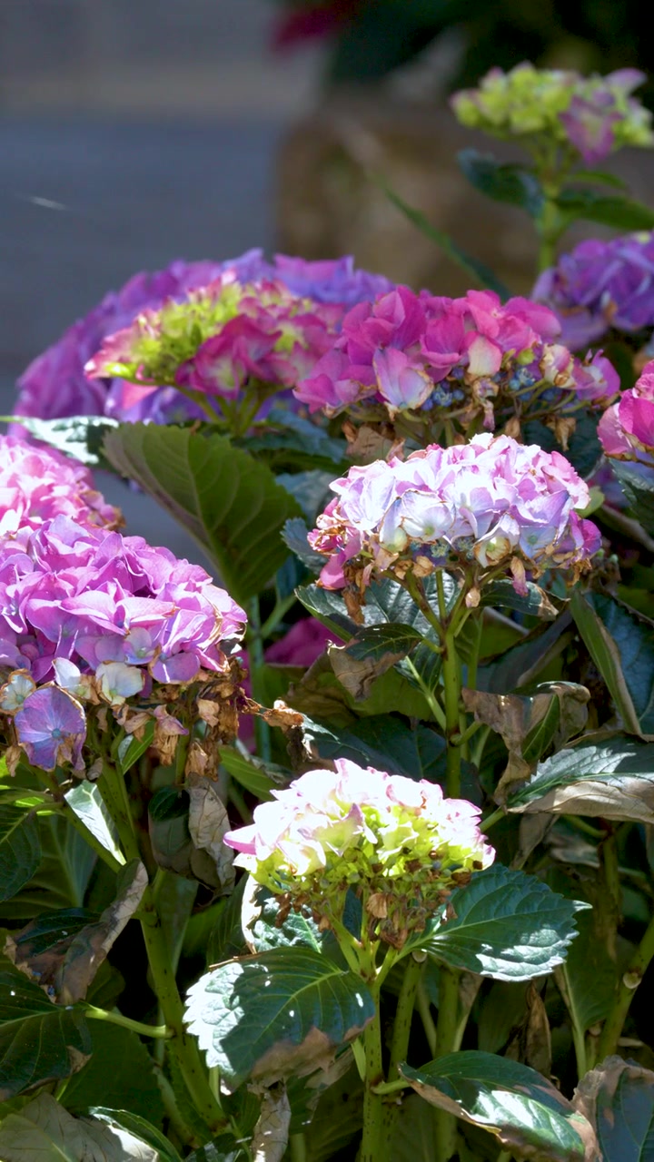 Close-up shot of vibrant hydrangea macrophylla blooming in bright sunlight with gentle camera movement.