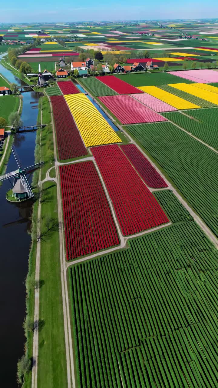 Aerial video view of vibrant tulip fields in full bloom, showcasing geometric patterns and vivid