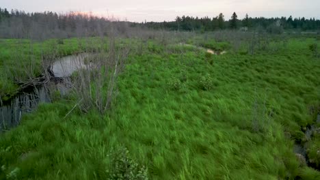 Aerial-orbit-of-grass-waving-in-wind-along-small-lake-inlet,-Lake-Huron,-Michigan