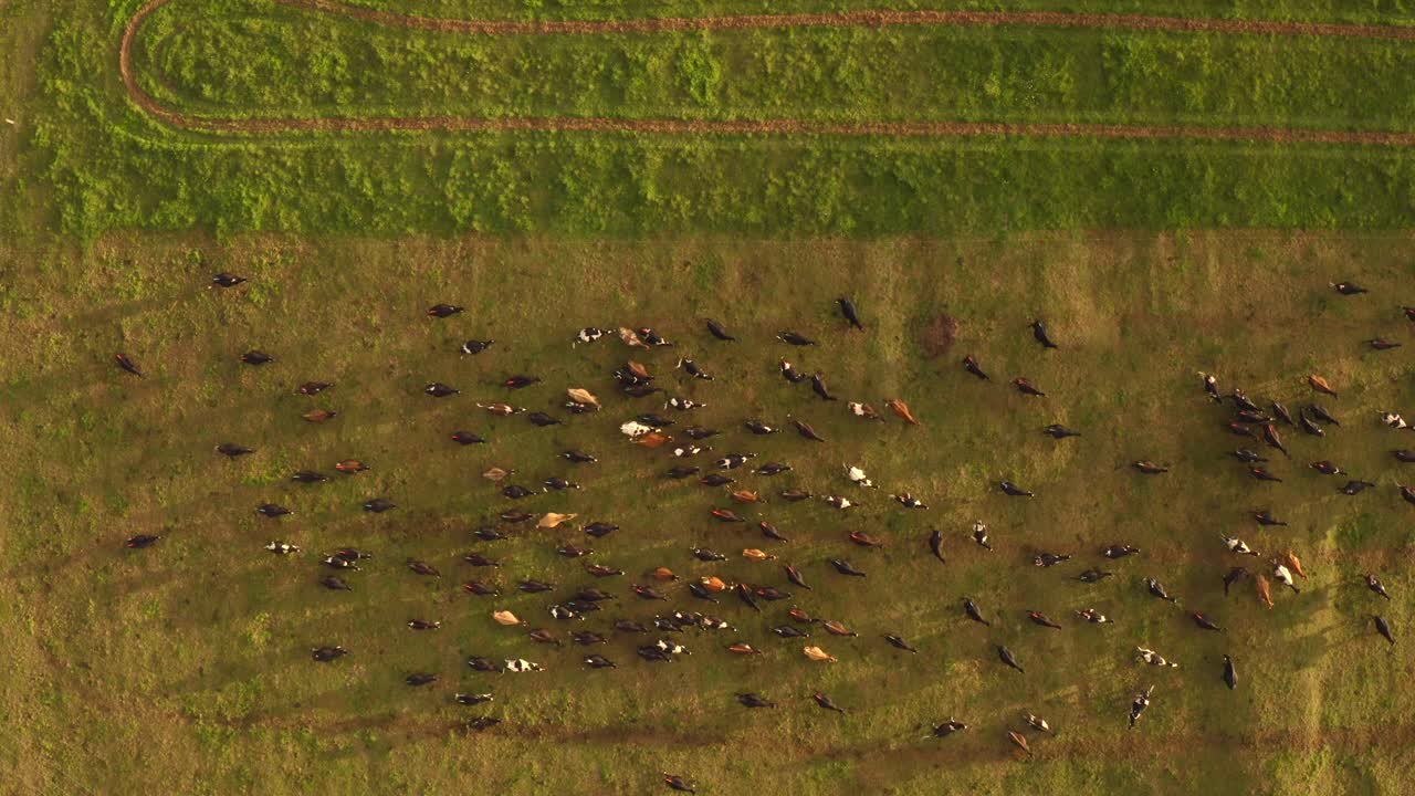 일몰 동안 가축 농장, 겁에 질린 소 떼가 들판을 짓밟고, 위에서 아래로