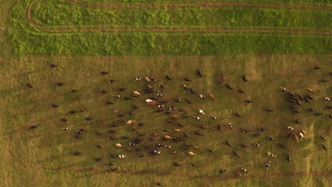 Granja-De-Ganado-Durante-La-Puesta-De-Sol,-Manada-Asustada-De-Estampida-De-Vacas-En-El-Campo,-De-Arriba-Hacia-Abajo