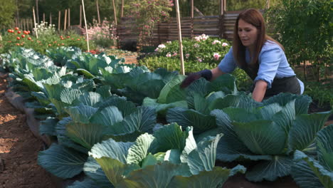 woman harvesting cabbage in a lush garden