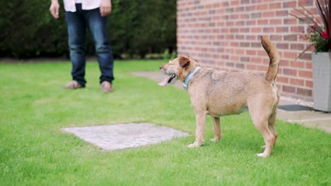 dog in the garden