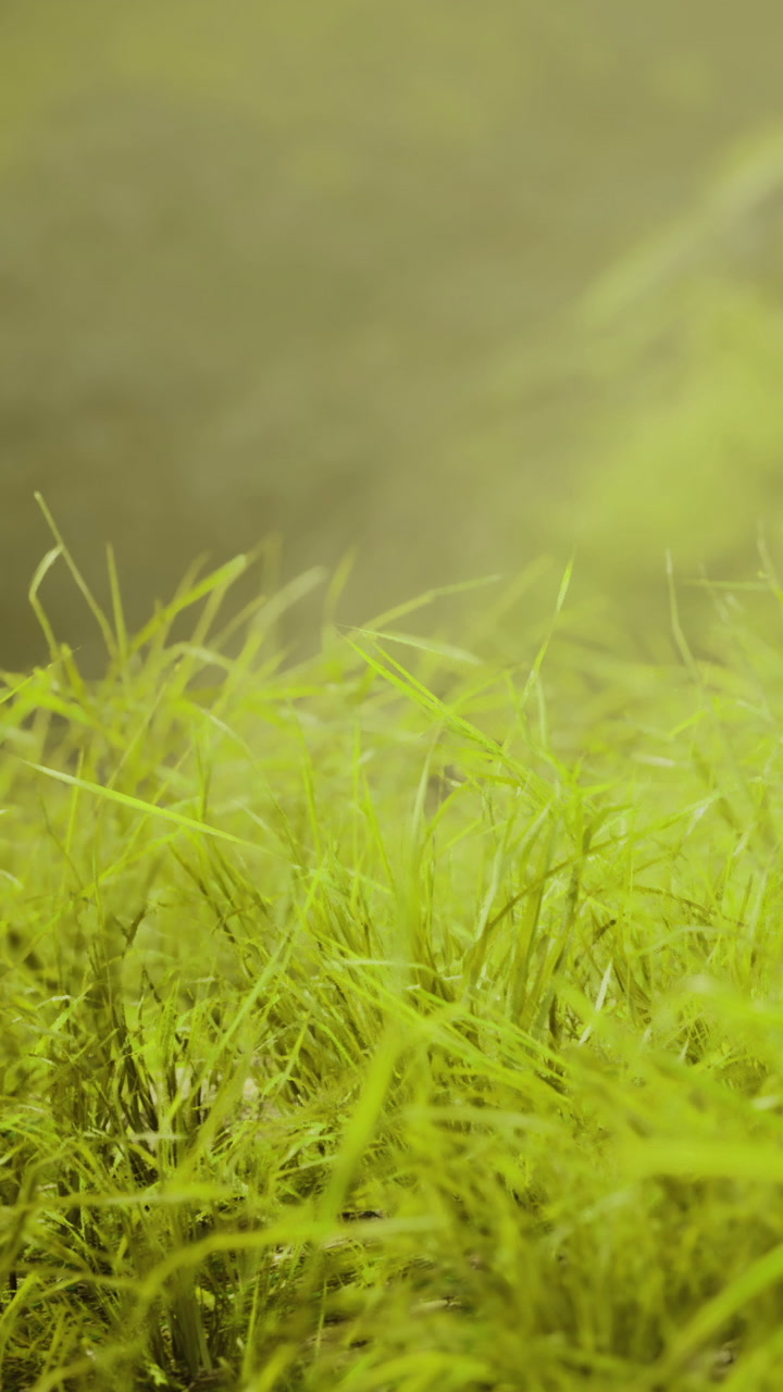 Green grass growing near water under bright sun in summer afternoon