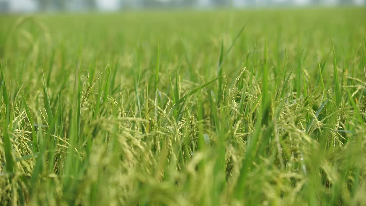 쌀은 많은 아시아 국가에서 주식입니다.