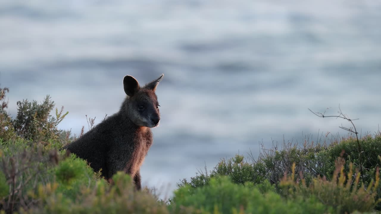 wallaby de pie cerca del océano, rodeado de vegetación
