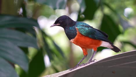 joven estornino magnífico, lamprotornis superbus con plumaje llamativo encaramado en la parte superior, preguntándose curiosamente por los alrededores, tiro de cerca