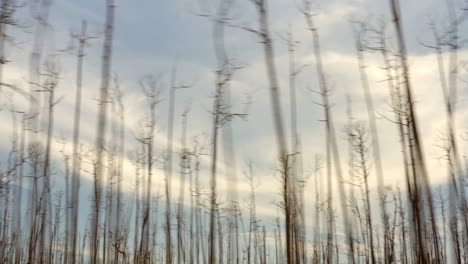 bare trees and forest in countryside of grand bahama island, hurricane dorian aftermath