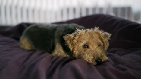 perro terrier negro y marrón tratando de dormir en una cama de edredón púrpura con el dueño, mirando con un ojo abierto, ventana en segundo plano