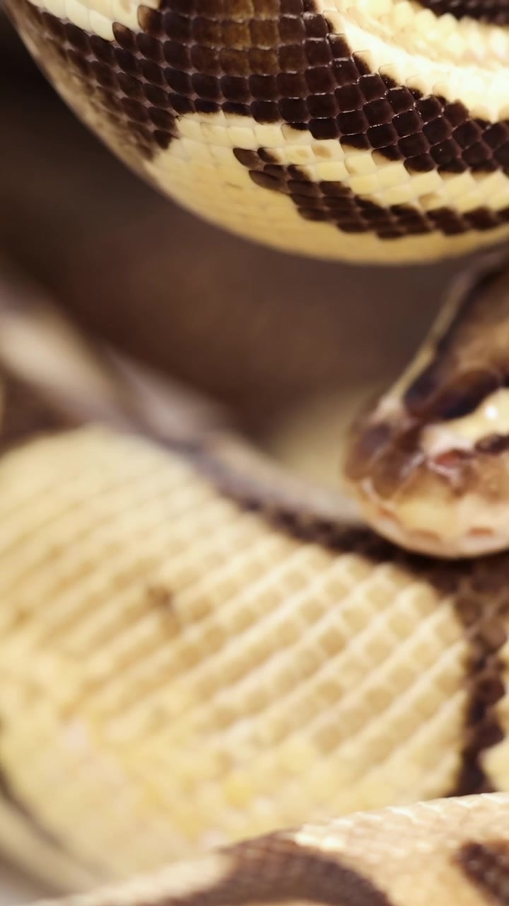 Un serpente del grano si muove con grazia, mettendo in mostra i suoi intricati motivi e texture sotto una luce soffusa in un ambiente controllato.
