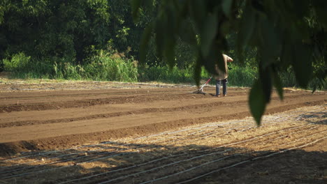 farmer plowing a furrow with a rake, wide shot of a countryman in the middle of a crop land