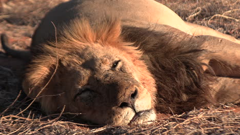 Ein-Großer-Alter-Männlicher-Kalahari-Löwe-Mit-Dunkler-Mähne-Ruht-Mit-Vollem-Bauch-In-Der-Morgensonne