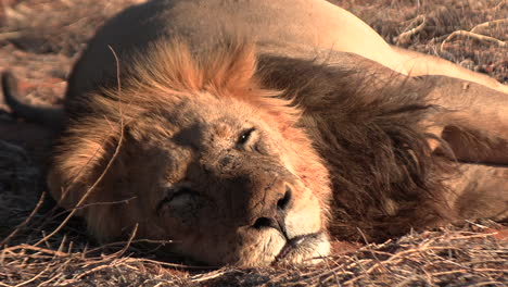 a large old male kalahari lion with a dark mane, rests in the morning sun with a full belly