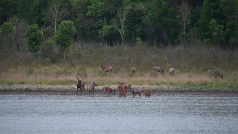 ciervo sambar, rusa unicolor, santuario de vida silvestre de phu khiao, tailandia