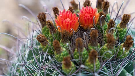 close up static shot of flowers if a claret cup cactus in the sonora desert