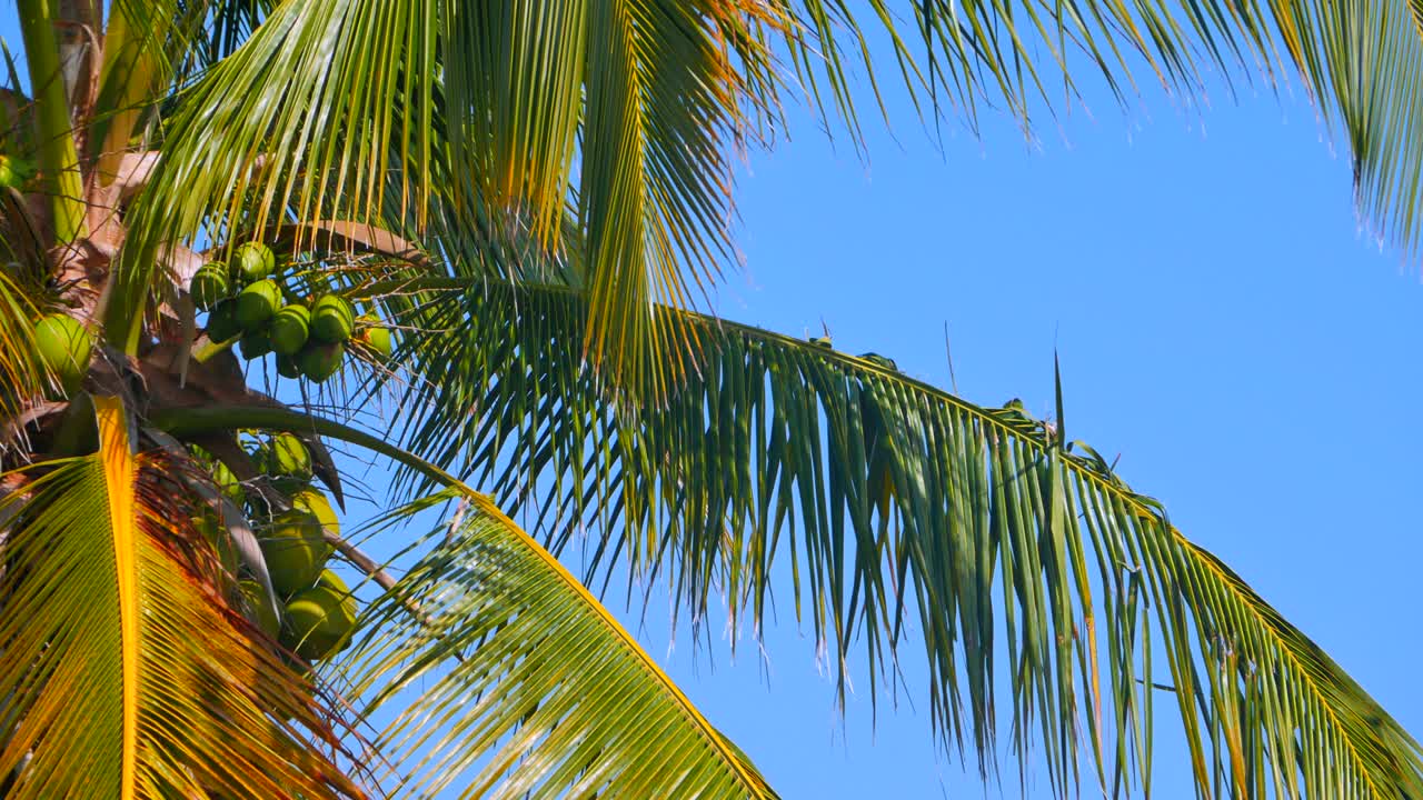 나무와 코코, 열대 바람과 하늘의 4k 원활한 루프 비디오