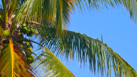 video de bucle sin fisuras de 4k de palmeras y cocos, brisa tropical y cielo