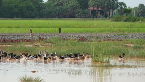 wide shot of ducks in a pond