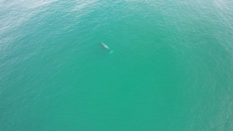 Humpback-Whales-Dive-and-Blow-Mists-of-Water-in-Cabarita-Beach,-Tweed-Shire,-Bogangar,-Northern-Rivers,-New-South-Wales,-Australia-Aerial-Shot