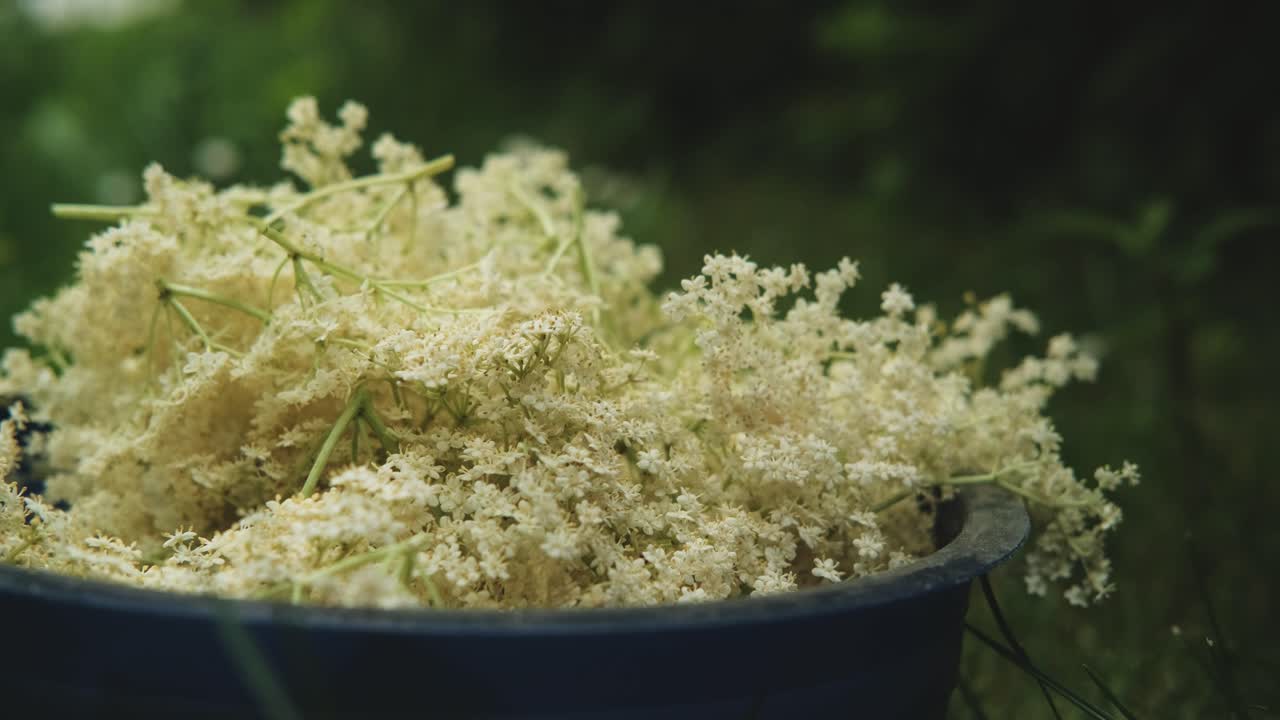 Collecting elderflower into bowl standing in grass